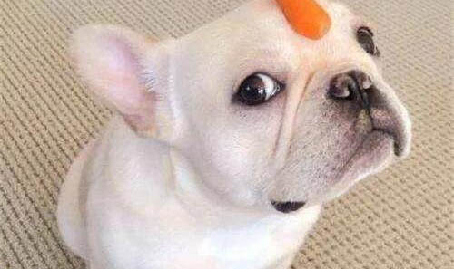 狗狗多久不喝水会死