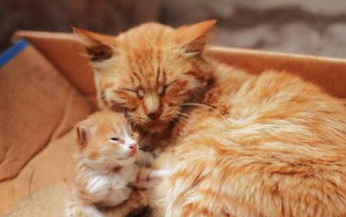 宠物公猫不绝育会怎样