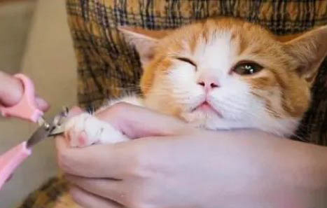 猫咪需要经常洗澡保持干净吗