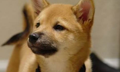 古牧幼犬价格多少钱一只