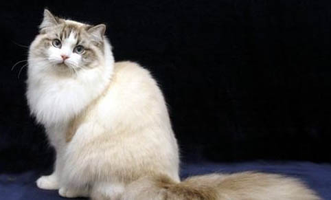 褴褛猫肠胃炎吃什么药