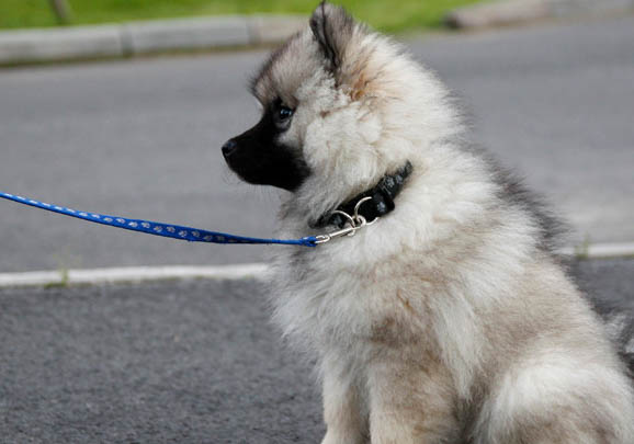 荷兰毛狮犬养之前要准备什么