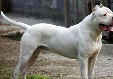 阿根廷杜高犬一般有多高