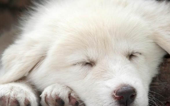 如何训练狗狗出门拉屎
