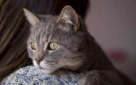 小猫一般多少天睁眼