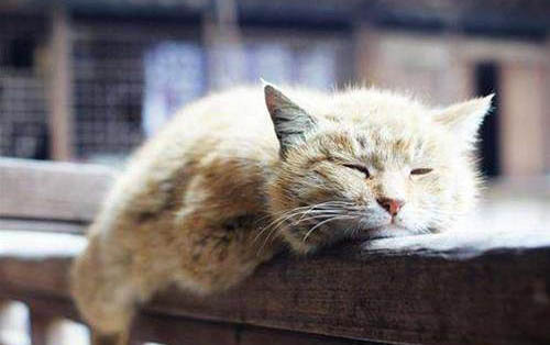 猫细小症状