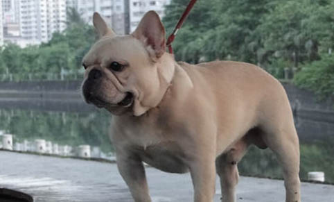 狗吃什么增肥
