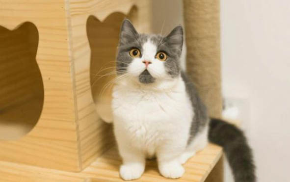 猫指甲剪到血线几天能长好?怎样处理