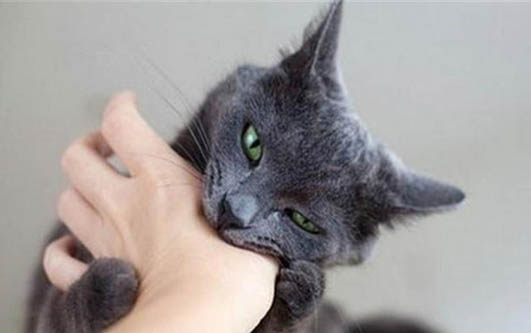 测试猫瘟fpv是什么意思