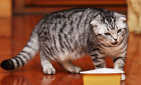 白色橘色的猫是什么品种
