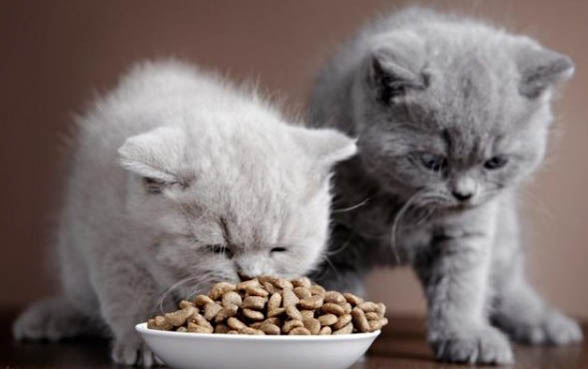 猫驱虫多少钱