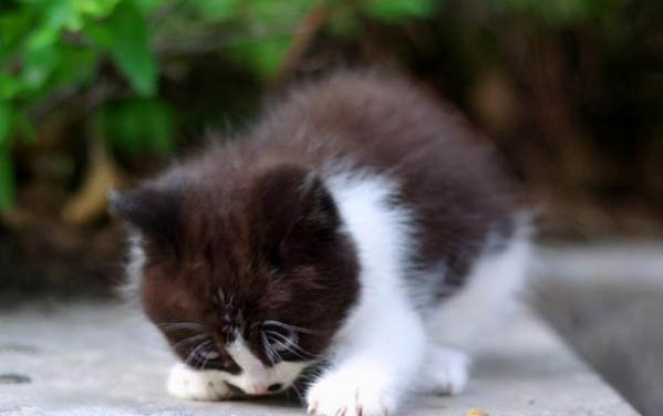 小猫伤口有脓是怎么回事儿啊?