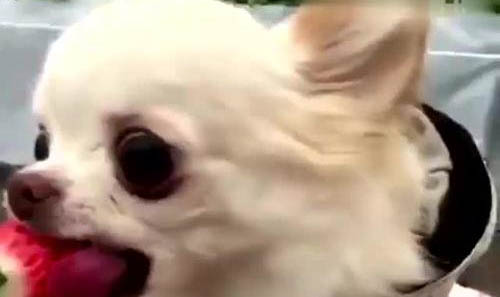吉娃娃犬多少钱一只
