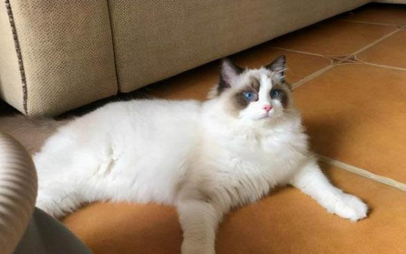 猫生宝宝脚先出来的可以拽吗