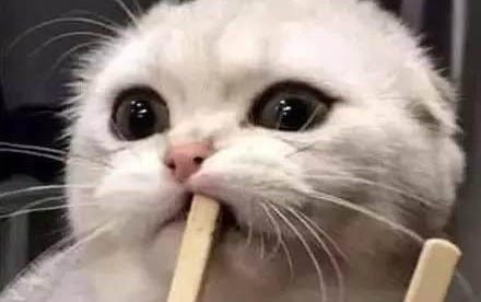 小猫咪多久可以洗澡