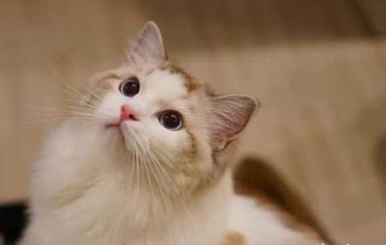 猫咪为什么春天掉毛多些呢