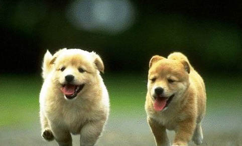 狗瘟可以治好吗 幼犬