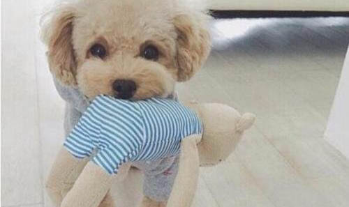 狗狗感冒药多少钱一盒