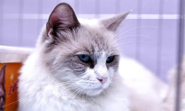 如何训练小布偶猫
