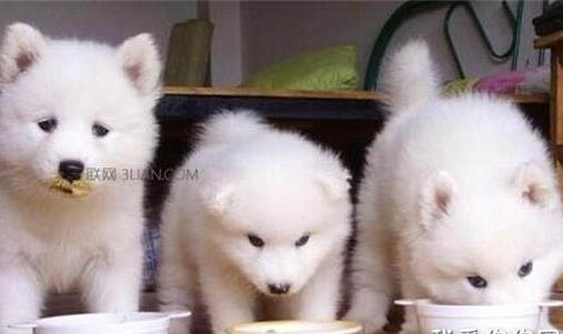 狗感冒用什么药,一天喂多少剂量