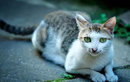 为什么土猫不用打疫苗