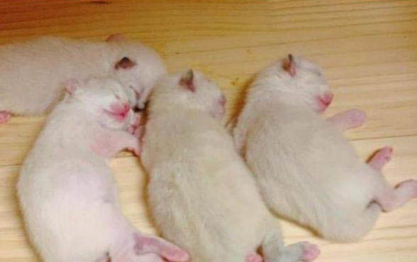 小猫肠梗阻能照出来吗