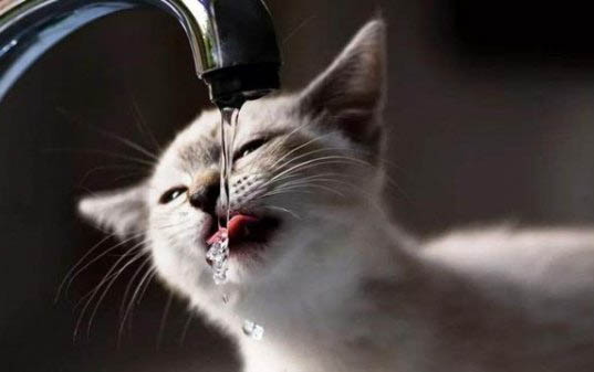 成猫多久发情一次呢?