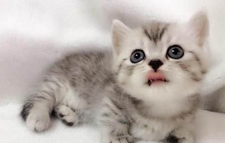 猫咪受凉之后流鼻涕的原因