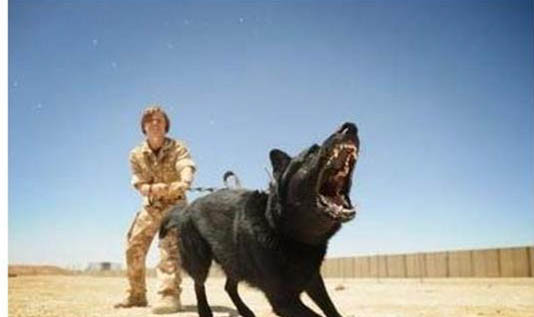 狗携带了狂犬病毒就一定会发病吗