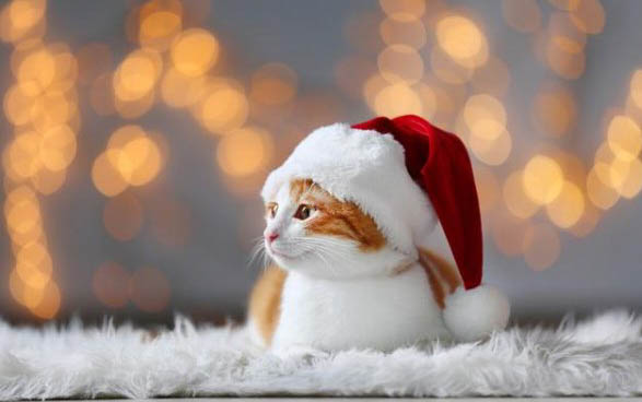 大猫欺负小猫怎么办?