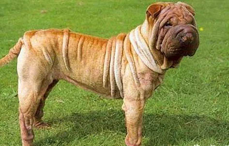 中国沙皮犬的寿命一般是多久