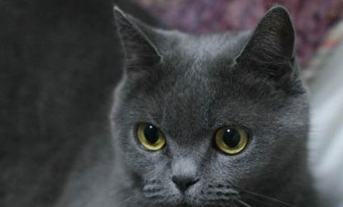 猫产后张嘴喘气