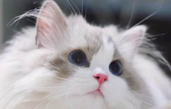 布偶猫咪怀孕多少天生产