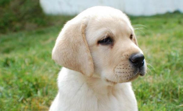 公犬绝育要恢复多久