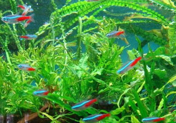 红绿灯鱼鳃发红怎么办?