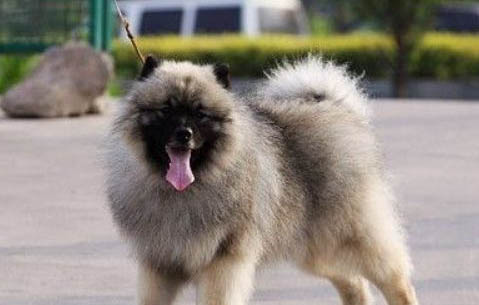狗狗大便有白色虫子