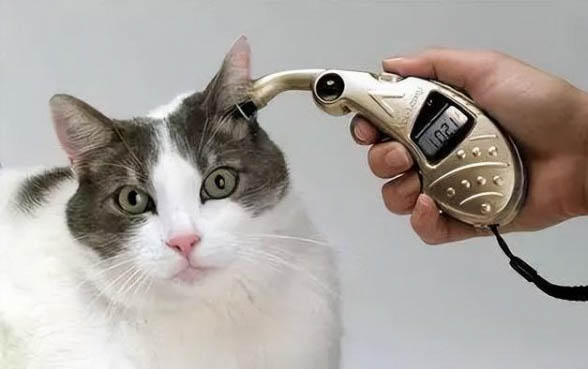 小猫咪有点感冒打喷嚏怎么办