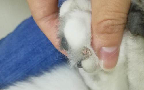 猫咪拉不出大便怎么办