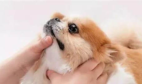 家狗怎么养