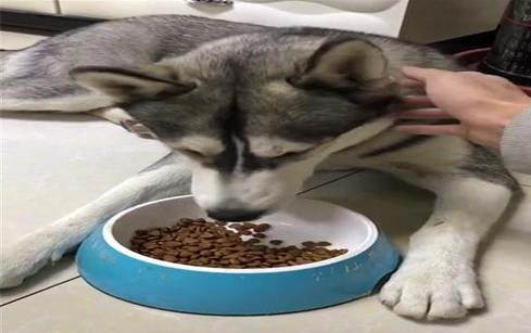 纯种哈士奇图片大全