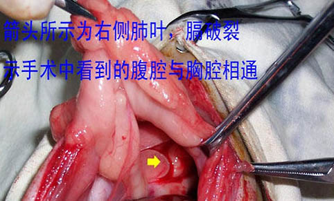 猫咪老吐舌头是什么原因？如何处理以及注意事项？