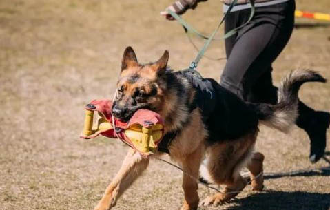 边境牧羊犬幼犬多少钱一只