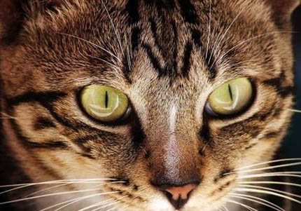 中国狸花猫怎么训练