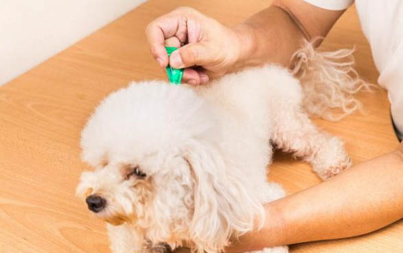 狗狗检查弓形虫大约多少钱