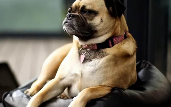 巴哥犬多少钱一只