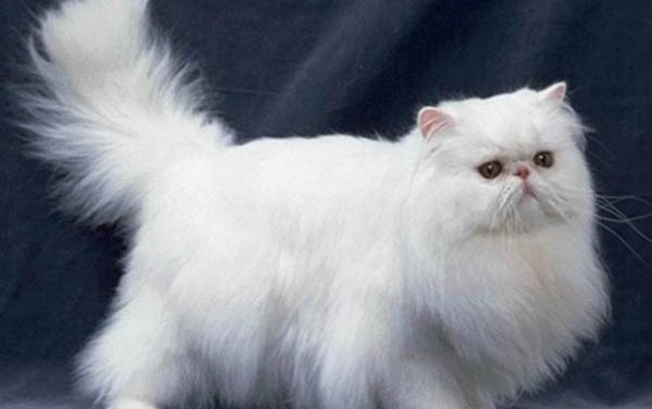 小猫换猫粮拉肚子