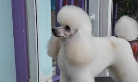 十个不养贵宾犬的理由
