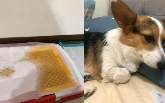 狗狗生产前的征兆出现绿色水多久生产