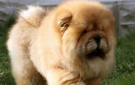 狗狗一吃东西就吐怎么办