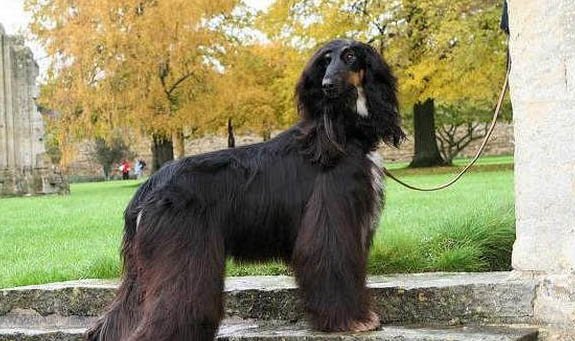 伊比赞猎犬的体重是多少